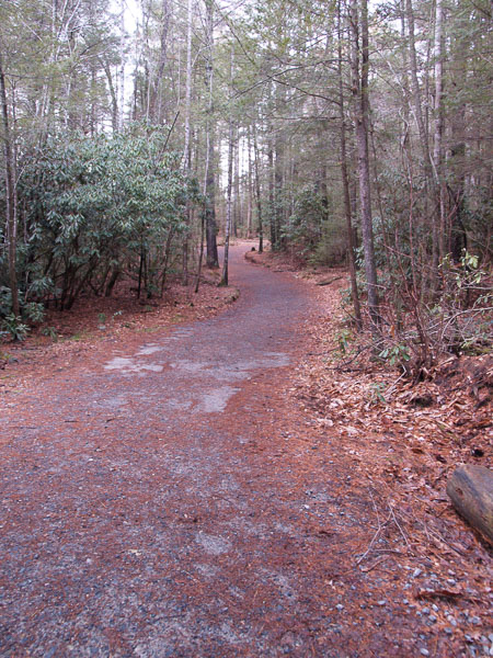 Hiking - Pisgah Forest in Brevard NC. 