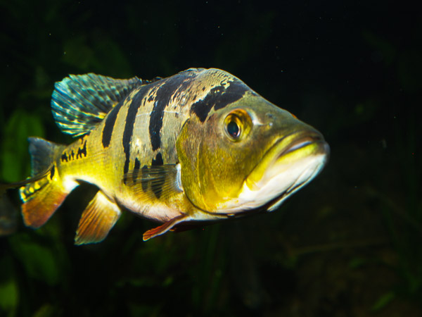 Tennessee Aquarium in Chattanooga, TN. 