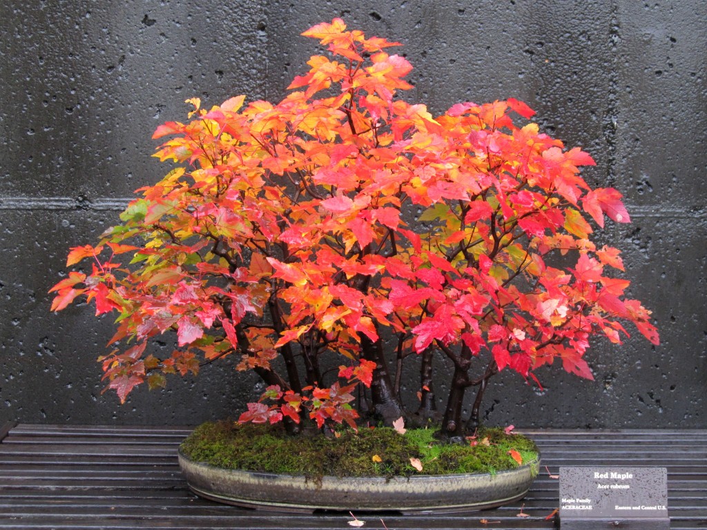 Bonsai Fall Red Maple exhibit at North Carolina Arboretum in Asheville, NC.